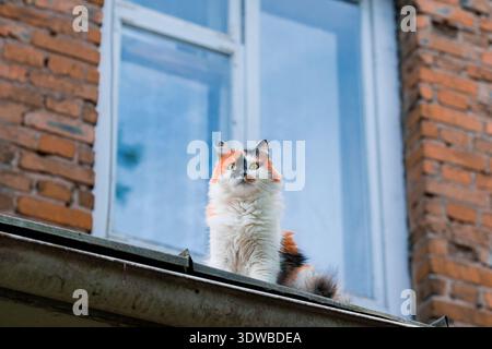 Eine flauschige Calico-Katze mit markantem schwarzem, orangefarbenem und weißem Fell sitzt auf einer verwitterten Rinne und blickt neugierig nach oben Stockfoto