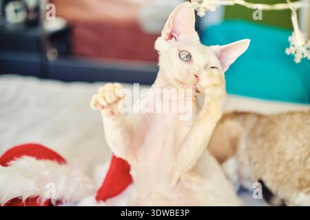 Exotische Sphynx Devon Katze feiert Weihnachten. Haustier in Neujahrsdekoration. Ein lustiges blauäugiges Haustier in einem gemütlichen Innenraum. Weihnachtskarte. Wunderschöne Lichter, die in Unschärfe gekleidet sind. Stockfoto
