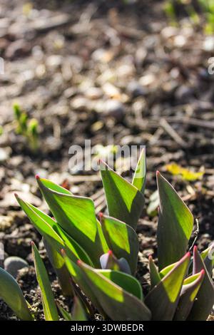 Schöne neue Tulpenpflanzen im Garten. Nahaufnahme grüner Tulpenpflanzen in der Frühjahrszeit. Stockfoto