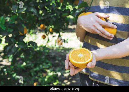 Der Junge hält eine halbe saftige Orange in den Händen. Schneiden Sie Orange aus einem Zweig. Köstliche und reife Zitrusfrüchte zur Erntezeit. Orangenerntezeit in der Türkei. Stockfoto