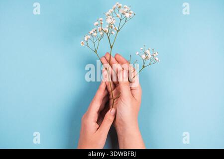 Zarte Blüten der gypsophila in weiblichen Händen auf blauem Hintergrund. Kleine weiße, schöne Blumen. Flach, Kopierbereich, Draufsicht. Muttertagskarte, Geburtstagskarte oder Hochzeitseinladung Stockfoto