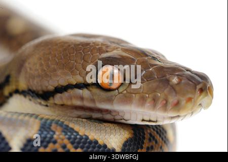 Netzpython (Malayopython reticulatus) auf weißem Hintergrund. Studio-Foto mit einem Exemplar aus der Zucht. Heimische Arten aus Südostasien Stockfoto