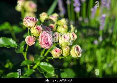Eine Gruppe kleiner rosafarbener Rosen, von denen einige voll blühen und andere noch in Knospen sind, wird vor einem unscharfen Hintergrund aus grünem Laub und violettem Fluss präsentiert Stockfoto