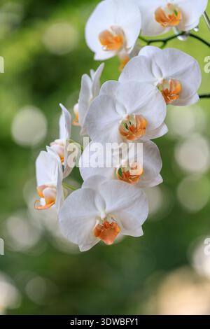 Weiße cremeblühende Orchidee der Gattung phalaenopsis Varieté Darwin mit orangener Lippe auf verschwommenem Hintergrund im Garten. Home Interior Blumen Stockfoto