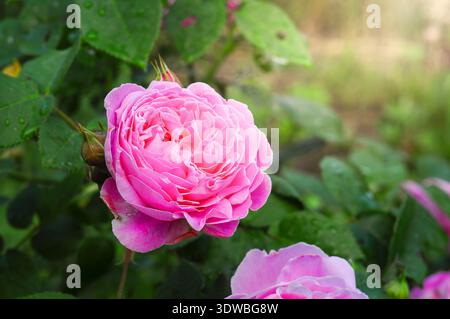 Eine wunderschöne rosafarbene Rose blüht in sanftem Sonnenlicht, ihre Blüten glitzern mit Morgentau, umgeben von üppigem Grün Stockfoto