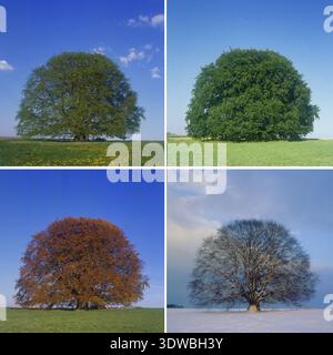 Vier Jahreszeiten der berühmten Bavaria Buche Ein vier Jahreszeiten zusammengesetztes Foto einer alten Buche (Fagus sylvatica), das ein Jahr in einem Bild zeigt. Stockfoto