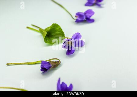 Erste Frühlingsblume Viola odorata auf hellblauem Hintergrund. Stockfoto