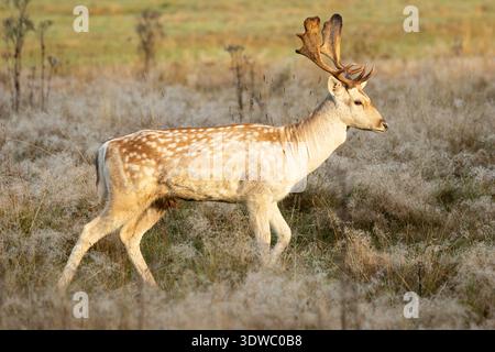 Einzelnes männliches Brachhirsch in Herbstausrichtung Stockfoto