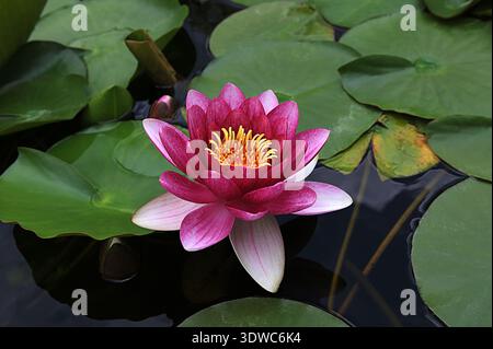 Nymphaea candida oder weiße Lotusblüten, die in einem See blühen. Weiße Lotusblüte mit gelben Pollen von oben gesehen. Zwergweisswasserlilie, Smal Stockfoto