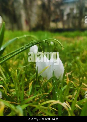 Eine hochauflösende Makroaufnahme von zwei zarten Schneeglöckchen in einem Garten. Das Bild hebt die weißen Blüten und grünen Stiele vor einem üppigen, regengetränkten Wasser hervor Stockfoto