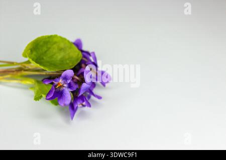 Kleiner süßer Veilchenstrauß. Erste Frühlingsblume Viola odorata auf hellblauem Hintergrund. Stockfoto