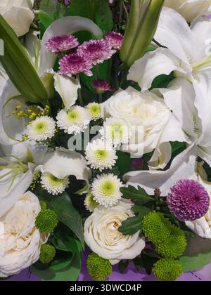 Eine Nahperspektive eines dichten Blumenarrangements mit großen weißen Rosen, lila Chrysanthemen und grünem Laub. Stockfoto