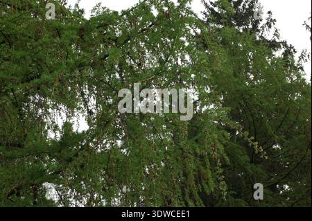 Lärchenbaum frisch rosa Zapfen blühen im Frühling auf Naturhintergrund. Zweige mit jungen Nadeln Europäische Lärche Larix Dischidua mit rosa Blüten. Stockfoto