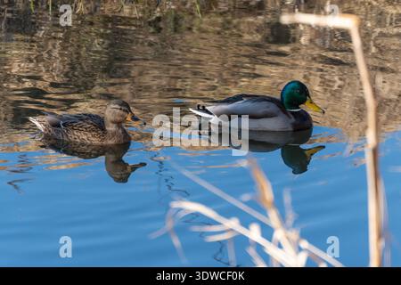 Ein Paar Stockenten gleitet mit klaren Reflexen über stilles Wasser. Natürliches Verhalten von Wasservögeln, die in ruhiger Teichlage gefangen werden. Stockfoto
