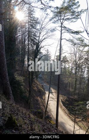 Sonnenlicht, das durch Bäume über der gewundenen Forststraße in Felsenegg, Zürich, Schweiz, filtert. Stockfoto