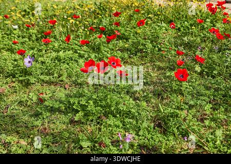 Leuchtende rote Anemonenblüten blühen auf einer üppig grünen Wiese mit verstreuten lila und gelben Wildblumen unter hellem Sonnenlicht Stockfoto