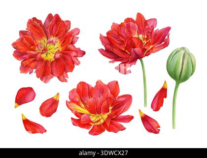 Frühlingsblumen Set. Aquarellillustration von doppelten gelb-roten Tulpen, Knospen und Blütenblättern. Perfekt für Drucke, Hochzeitspapiere, Stoff, Verpackungen Stockfoto