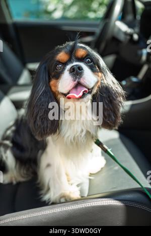Transport von Hunden. Cavalier King Charles Spaniel sitzt tagsüber im Autositz Stockfoto