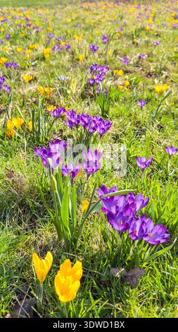 Flacher Blick auf violette und gelbe Krokusse, die auf einer sonnigen Wiese blühen. Die geringe Schärfentiefe erzeugt einen weichen, natürlichen Hintergrund mit Kopierraum. Stockfoto