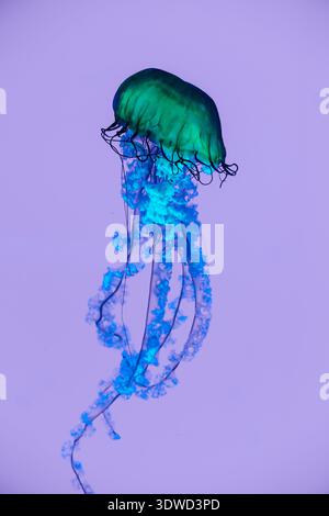 Abstrakte grüne und blaue Quallen, die auf einem weichen lila Hintergrund schweben Stockfoto