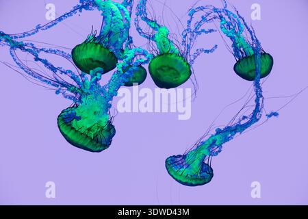 Leuchtend blaue und grüne Quallen, die unter Wasser auf einem weichen violetten Hintergrund treiben Stockfoto