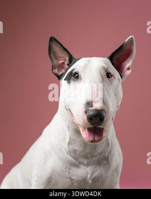 Friendly Bull Terrier Smiling Studio Porträt: Ausdrucksstarker Bullterrier mit fröhlichem Gesichtsausdruck. Stockfoto