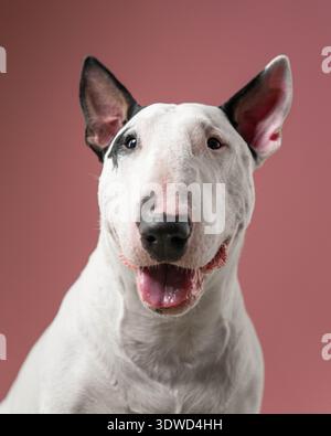 Bull Terrier Happy Face Studio Porträt: Fröhlicher weißer Bull Terrier lächelt in Richtung Kamera. Stockfoto