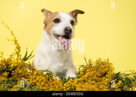 Happy Jack Russell Terrier mit Mimosa Flowers am Internationalen Frauentag Stockfoto