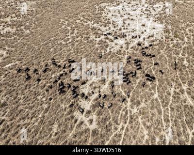 Aus der Vogelperspektive sehen Sie eine Herde von Rindern, die auf der trockenen, strukturierten Landschaft weidet, deren dunkle Formen sich von den trockenen, goldenen Gräsern abheben, Gaibandha, Bang Stockfoto