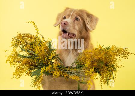 Happy toller Dog mit Mimosa Bouquet International Women's Day Stockfoto