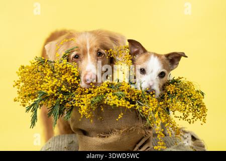 Zwei Hunde Im Mimosa Bouquet Spring Celebration Konzept Stockfoto