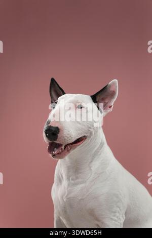 Bull Terrier Happy Expression Studio Portrait, White Bull Terrier mit offenem Mund in heller Studiobeleuchtung. Stockfoto