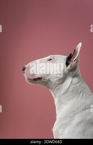 Bull Terrier Side Portrait mit Soft Studio Lighting, minimalistisches Profilporträt des weißen Bull Terrier. Stockfoto