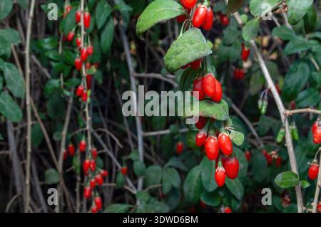 Rote Goji-Beeren auf einem Busch im Garten. Gesunde Lebensmittel aus China. Stockfoto