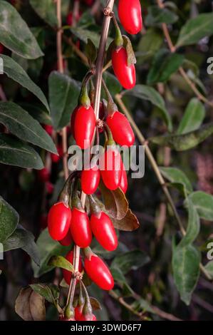 Goji-Zweig mit roten Beeren auf einem Hintergrund aus grünen Blättern. Stockfoto