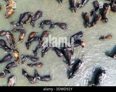 Gaibandha, Bangladesch - 17. Februar 2026: Aus der Vogelperspektive einer Herde dunkler Wasserbüffel, die sich im Fluss unter dem rauen Sonnenlicht abkühlen, ihre Dunkelheit Stockfoto