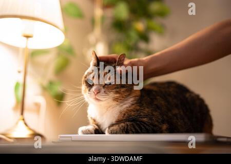 Niedliche, lustige Calico-Katze, die auf dem Laptop in einer Laibenstellung sitzt, und die Hand des Besitzers formt auf spielerische Weise katzenartige Ohren wie ein Kaninchen. Spielerische Interaktion mit Haustieren, süßes Katzenverhalten Stockfoto