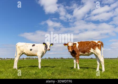 Zwei Kuhkühe, gegenüberliegend, entspannt und glücklich, auf einem grünen Feld unter blauem Himmel Stockfoto