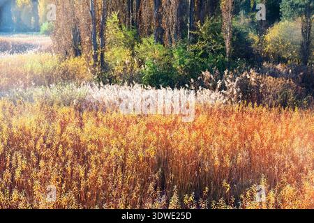 Sonnendurchflutete Herbstlandschaft mit lebendigem Korblaub in Cuenca. Dezente Grün- und Goldtöne verschmelzen nahtlos und halten das Wesen eines malerischen Bildes fest Stockfoto
