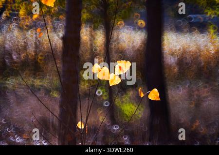 Die gelben Herbstblätter leuchten vor einem unscharfen Bokeh-Hintergrund in einer Waldlandschaft, die das Wesen des Herbstes entlang des Cuenca Dochs unterstreicht Stockfoto