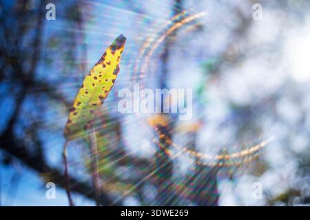 Eine Nahaufnahme eines einzelnen Herbstblattes vor einem lebhaften Bokeh-Hintergrund. Das Licht erzeugt ein Spektrum von Farben und hebt die Textur und den Farbton des Blattes hervor Stockfoto