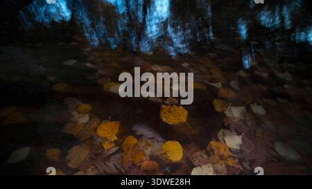 Ruhiges Bild von Herbstblättern, die sanft auf einer reflektierenden Wasseroberfläche schweben, wodurch eine harmonische Mischung aus Braun- und Gelbtönen und einem sanften Blau entsteht Stockfoto