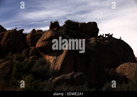 Eine Gruppe iberischer Steinböcke steht majestätisch auf felsigem Gelände im Guadarrama-Nationalpark und zeigt die Schönheit der wilden Tiere in seiner natürlichen habita Stockfoto