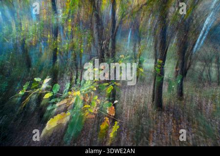 Faszinierende Szene eines Eichenhains im Herbst, präsentiert mit einem malerischen Stil, der die traumhafte Atmosphäre und die lebhaften Farben der Saison unterstreicht. Stockfoto