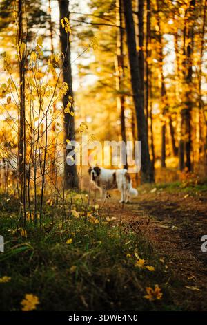 Ein Bernhardiner-Hund steht auf einem grünen Weg in einem malerischen Herbstwald. Die goldenen Farbtöne der Bäume bilden eine warme, ruhige Kulisse für diesen majestätischen Ort Stockfoto