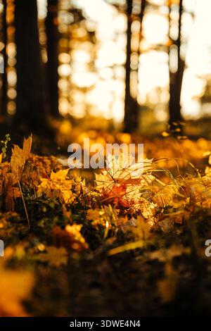 Sonnenlicht durchströmt die leuchtenden Herbstblätter auf dem Waldboden und schafft eine warme und goldene Atmosphäre. Das Bild erfasst das Wesen eines Sers Stockfoto