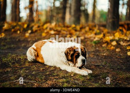 Ein Bernhardiner Hund liegt friedlich auf dem Waldboden, umgeben von herabfallenden Herbstblättern. Die ruhige Umgebung wird durch die satten goldenen Farbtöne hervorgehoben Stockfoto