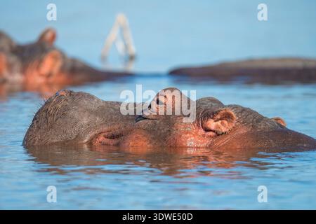 Ein ruhiges Bild eines Nilpferdes, das teilweise in den ruhigen Gewässern des Lake Naivasha in Kenia untergetaucht ist und bei Sonnenaufgang mit sanftem Licht aufgenommen wurde Stockfoto