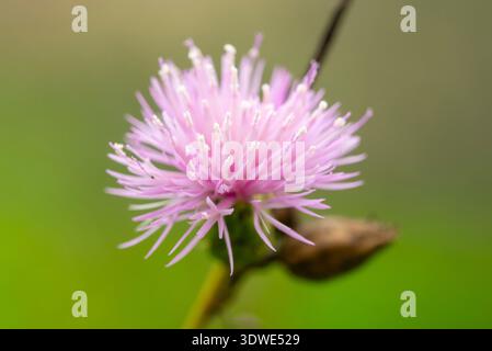 Ein Makrofoto aus Nahaufnahme, das die komplizierten Details einer leuchtenden, violetten Mariendistel in voller Blüte erfasst, mit einem sanften grünen Hintergrund, der das Bokeh unterstreicht Stockfoto