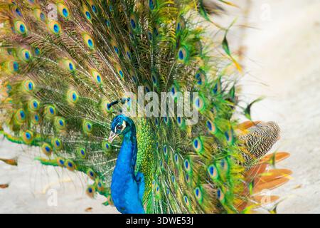 Ein majestätischer Pfau zeigt seinen herrlichen Federn-Fan mit einer lebendigen Auswahl an Farben und komplizierten Mustern. Das Gefieder schimmert vor Schatten Stockfoto